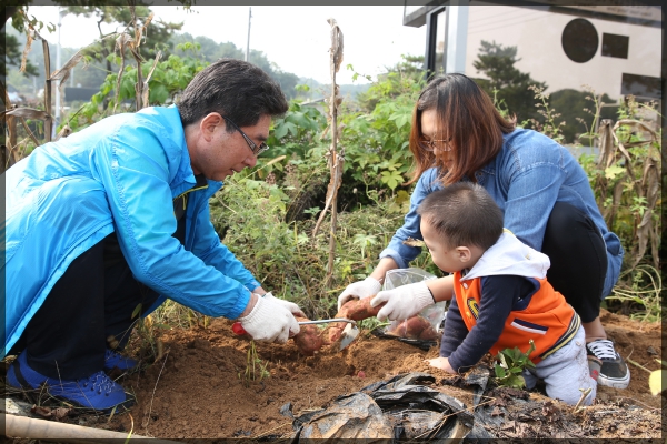 고구마캐기 현장방문 