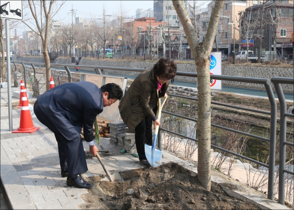 보문동 벚꽃 나무심기