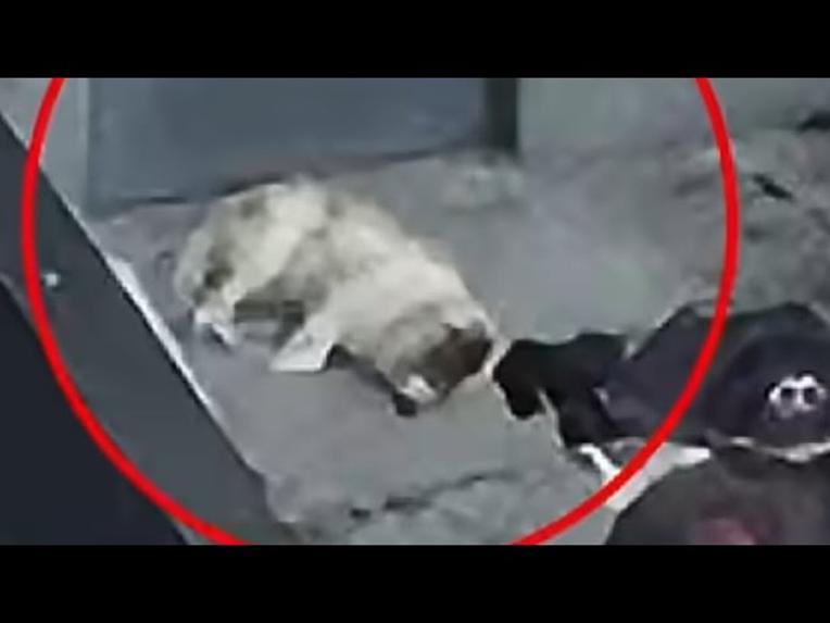 성북구는 왜 학대견을 구하는데 적극적이지 않습니까? 성북구동물보호조례안은 무엇을 위해 있는 겁니까? - 1